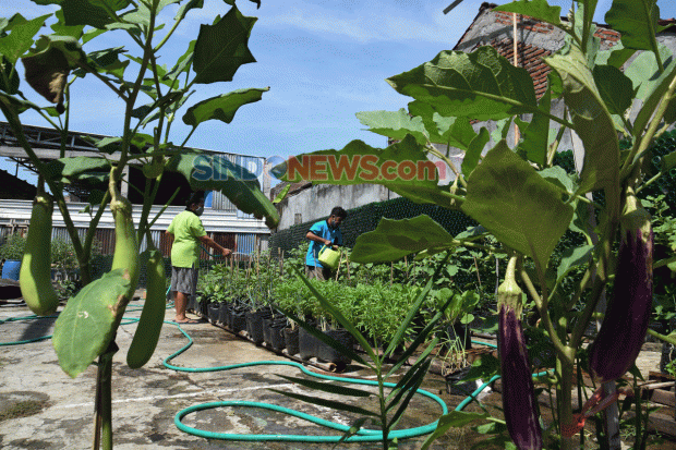 FOTO Warga Semarang Budidaya Sayuran Organik di  