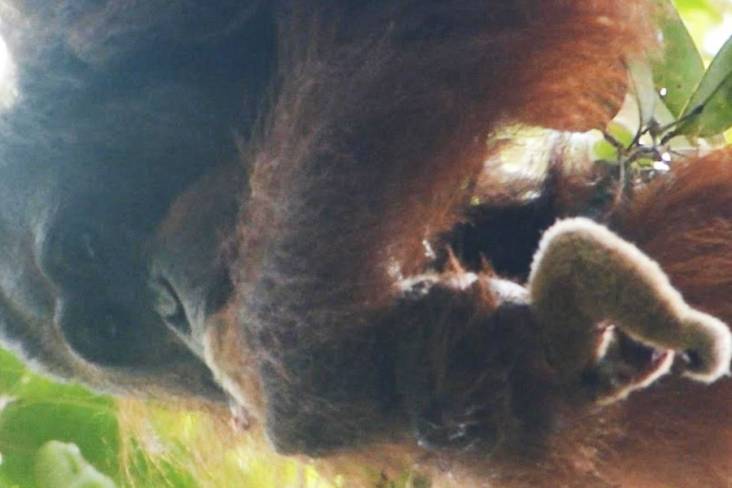 Langka, Orangutan Kalimantan Terekam Memakan Kukang