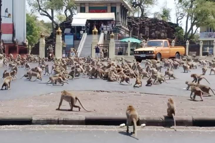 Monyet Liar Meneror Kota dan Rumah Penduduk
