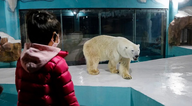 Gambar beruang kutub