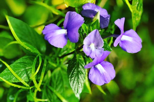 Bunga ungu manfaat telang 12 Manfaat