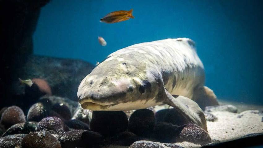 Metuselah Ikan yang Hidup di dalam Akuarium selama 100 Tahun Lebih