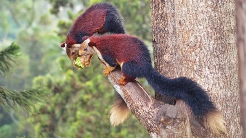 Giant rainbow squirrel from India has colorful fur and is considered the largest species in the world