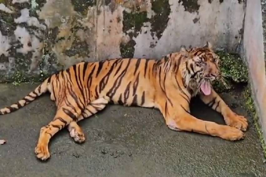 Harimau Sumatera Koleksi Medan Zoo Mati Lagi, 3 Bulan 5 Ekor Mati