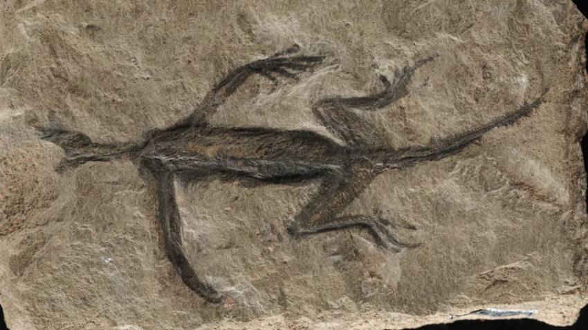 Penemuan Hebat: Arkeolog Palaeontologi Mengidentifikasi Kejanggalan dalam Fosil Berusia 280 Juta Tahun.
