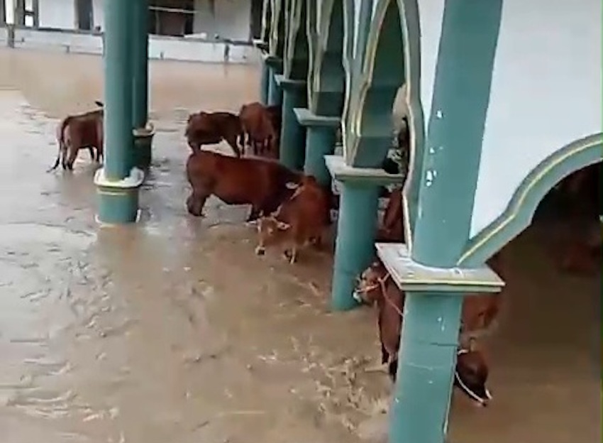Banjir Rendam Sampang, Sapi Warga Dievakuasi ke Masjid