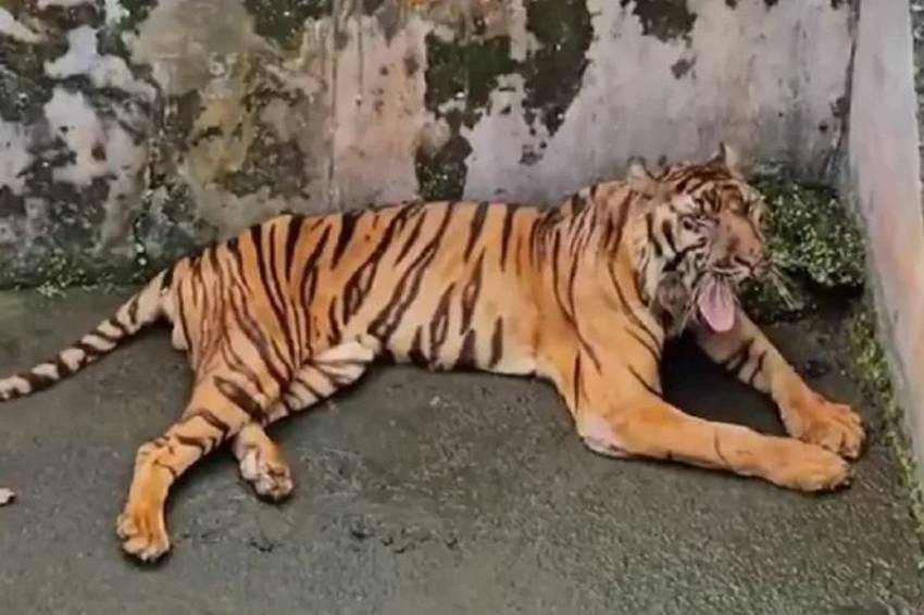 Mengenal 3 Harimau Terbuas di Indonesia, Apa Saja?