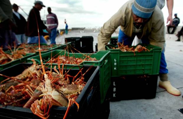 KKP Gagalkan Penyelundupan 125.000 Benih Lobster di Jambi