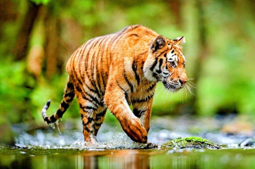 Hewan Endemik di Indonesia yang Masuk Daftar Terancam Punah