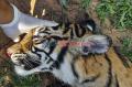 Diduga Diracun, Seekor Harimau Sumatra Mati di Kawasan Perkebunan