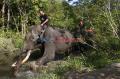 Tunggangi Gajah, CRU Sampoiniet Patroli Pencegahan Konflik Satwa