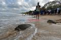 25 Ekor Penyu Sitaan Dilepasliarkan di Pantai Kuta Bali