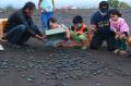 Banyuwangi Sea Turtle Foundation Berhasil Tetaskan Telur Penyu Secara Semi Alamiah