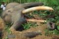 Gajah Jinak Mati Mendadak di Aceh Jaya