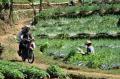 Plesiran Sambil Menyusuri Lahan Pertanian di Dataran Tinggi Dieng
