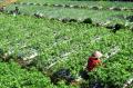 Plesiran Sambil Menyusuri Lahan Pertanian di Dataran Tinggi Dieng