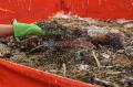 Budidaya Maggot Si Pengurai Sampah Organik