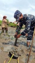 Lanal Yogyakarta Tanam Mangrove di Pantai Baros Bantul