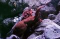 Jakarta Aquarium Perkenalkan Satwa Unik Naga Laut dan Gurita Raksasa