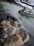 Bangkai Paus Ditemukan Terdampar di Perairan Pantai Liang Bunaken