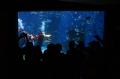 Atraksi Liong Bawah Air dan Putri Duyung Meriahkan Imlek di Jakarta Aquarium