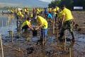 ASDP Tanam Ratusan Bibit Mangrove di Pesisir Pantai Pelabuhan Kayangan Lombok Timur