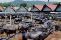 Pasar Kerbau Terbesar di Dunia ada di Toraja