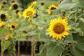 Keindahan Kebun Bunga Matahari di Taman Rotannusa