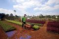 Kebun Bibit Casamora untuk Menghiasi Jalur Hijau Jakarta
