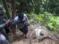 Terkena Jeratan Babi, Tiga Ekor Harimau Sumatera Mati di Hutan Gampong Ibuboeh