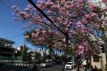 Cantiknya Bunga Tabebuya Bermekaran di Kota Surabaya