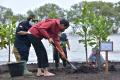 Penampilan Jokowi Nyeker Saat Menanam Mangrove di Kawasan Wisata Raja Kecik