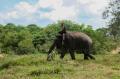 Berkunjung ke Pusat Konservasi Gajah di Taman Nasional Way Kambas