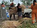 Indonesia Care Bagikan Pakan untuk Ternak yang Terdampak Abu Vulkanik Merapi
