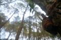 Menikmati Pesona Alam di DeLoano Glamping, Kawasan Hutan Pinus di Ketinggian 850 MDPL