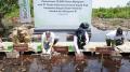 Rehabilitasi Berkelanjutan Mangrove di Kabupaten Siak, Nestlé Indonesia Kolaborasi dengan Badan Restorasi Gambut