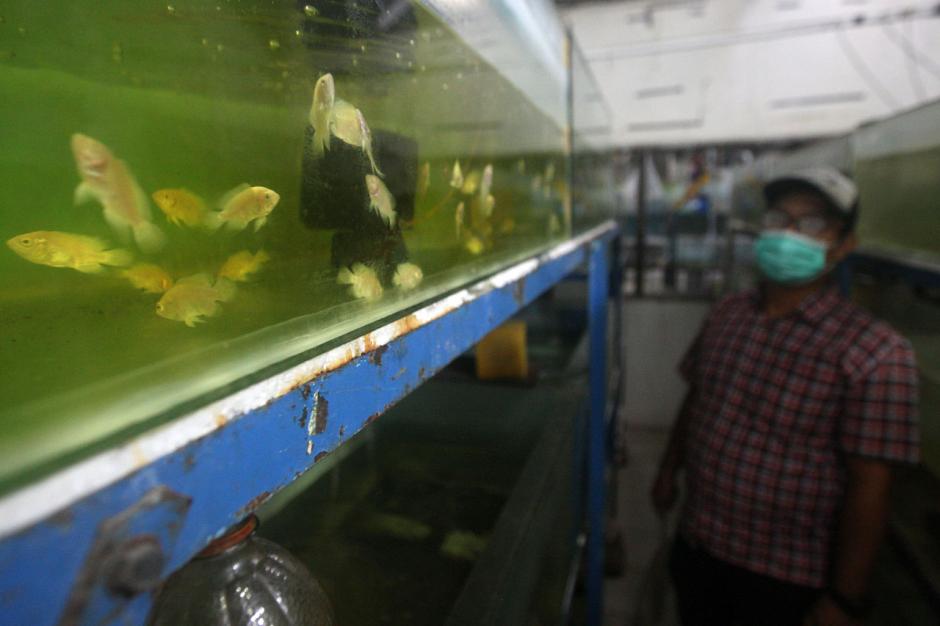 FOTO: Penjualan Ikan Hias Meningkat di Tengah Pandemi