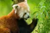 5 Facts about Red Pandas, Cute Animals That Are Not Pandas