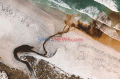 Paus dan Lumba-lumba Mati Terdampar di Selandia Baru