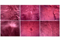 Melihat Gambar Planet Mars Melalui Robot Penjelajah Perseverance