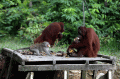 Pulau Salat Rumah Masa Depan Orangutan