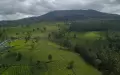 Capai 86.832 Hektar, Jawa Barat Provinsi dengan Perkebunan Teh Terluas di Indonesia