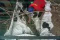 Penangkapan Buaya Rawa Sepanjang 2,2 Meter di Sungai Kupang