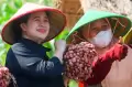 Momen Puan Maharani Dengarkan Keluhan Petani Sambil Tanam Bawang di Brebes