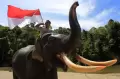Pengibaran Bendera Merah Putih Bersama Gajah Sumatera