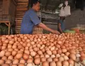 Harga Telur di Banten Tembus Rp32 Ribu Per Kilogram