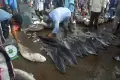 Penangkapan Ikan Hiu di Aceh Masih Marak