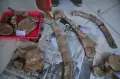 Penemuan Fosil Binatang Purba di Pegunungan Patiayam
