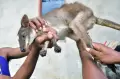 Imutnya Kanguru Pendek Kei