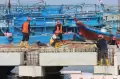 Revitalisasi Pelabuhan Muara Angke